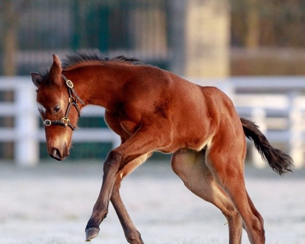 horse Stute von Sea the Stars xx (Thoroughbred, 2022, from Sea The Stars xx)