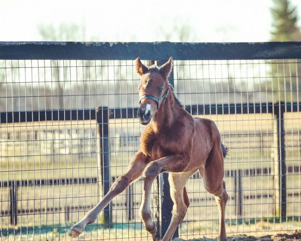 Pferd Stute von Frosted xx (Englisches Vollblut, 2022, von Frosted xx)