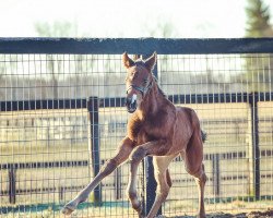 Pferd Stute von Frosted xx (Englisches Vollblut, 2022, von Frosted xx)