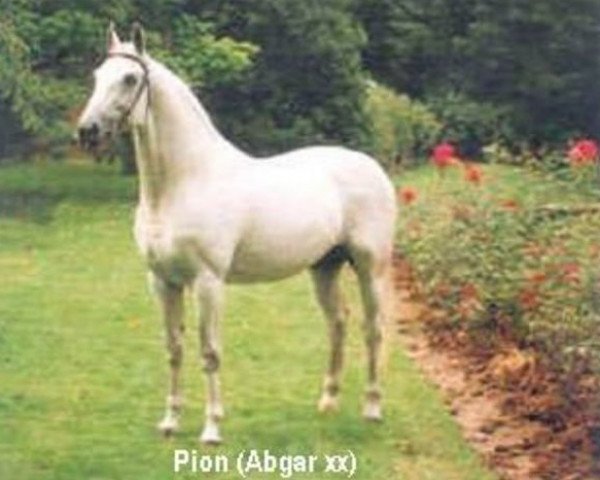 Pferd Pion (Niederländisches Warmblut, 1974, von Abgar xx)