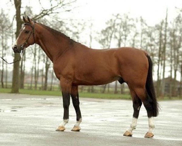 Deckhengst Chiquitin La Silla (Koninklijk Warmbloed Paardenstamboek Nederland (KWPN), 1999, von Chin Chin)