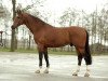 stallion Chiquitin La Silla (Dutch Warmblood, 1999, from Chin Chin)