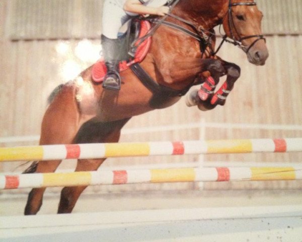 broodmare Brenda (Austrian Warmblood, 2004, from Camporado B)