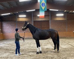 dressage horse Freya (Hanoverian, 2017, from Zack)