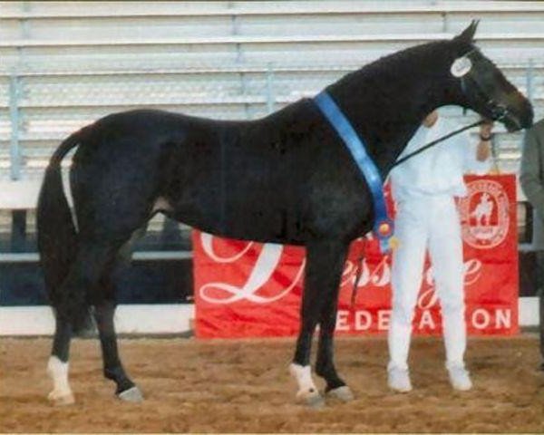 stallion L'amour Utopia (KWPN (Royal Dutch Sporthorse), 1993, from Elcaro)