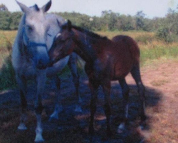 broodmare Nidia (Portuguese Sporthorse,  , from Devassado)