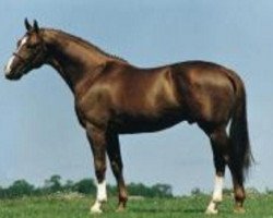 stallion Puritano (Westphalian, 1982, from Palisander)