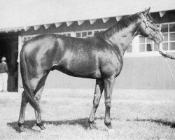 stallion Crafty Admiral xx (Thoroughbred, 1948, from Fighting Fox xx)