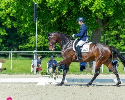 dressage horse Lady Klara (Hanoverian, 2014, from Krack C)