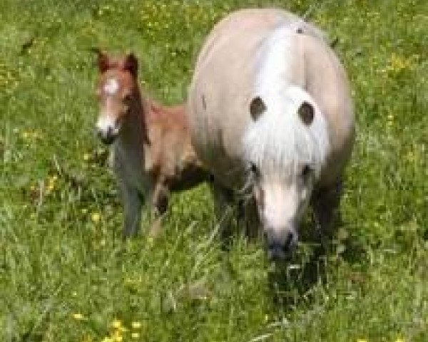 broodmare Lucy An (Dt.Part-bred Shetland pony, 1996, from Jupiter)