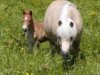Zuchtstute Lucy An (Dt.Part-bred Shetland Pony, 1996, von Jupiter)