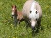 broodmare Lucy An (Dt.Part-bred Shetland pony, 1996, from Jupiter)