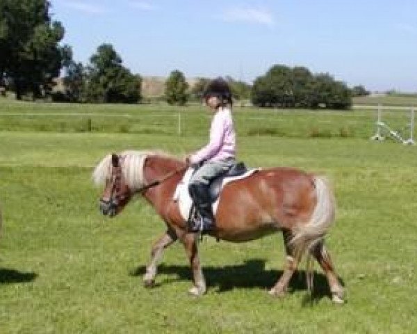 broodmare Lilli (Shetland Pony, 1992, from Jupiter)