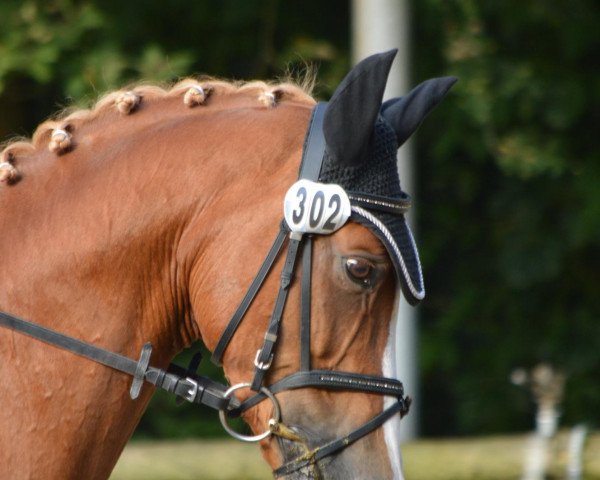 dressage horse Dior 129 (German Riding Pony, 2003, from Deinhard B)