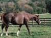 broodmare Can'T Act xx (Thoroughbred, 1980, from T.V.Commercial xx)