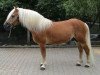 Deckhengst liz. 108/T Macao (Haflinger, 1989, von 1377 Minister)