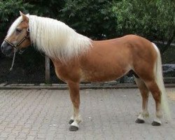 stallion liz. 108/T Macao (Haflinger, 1989, from 1377 Minister)