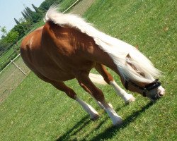 Pferd Maigraf (Haflinger, 1993, von liz. 108/T Macao)