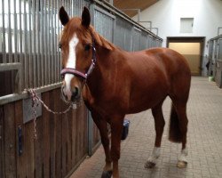 dressage horse Bronson (Hanoverian, 2005, from Brentano II)