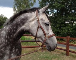 broodmare Like Lilly (Holsteiner, 2005, from Bartlgut's Limotas)