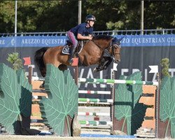 jumper Calais D'Argilla Z (Zangersheide riding horse, 2009, from Calvaro Z)