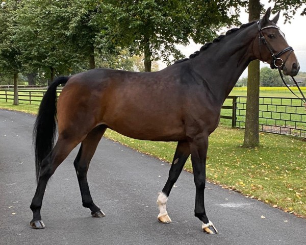 dressage horse Ferrero (Westphalian, 2015, from Feedback 16)