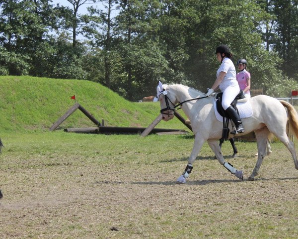 dressage horse Sunny 995 (Dutch Pony, 2005)