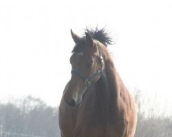 broodmare La Folie (Holsteiner, 2004, from Le Grand II)