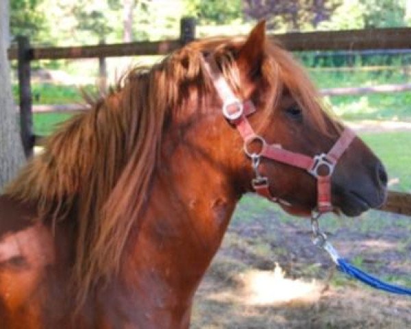 jumper Inoscha (Shetland Pony, 1998, from Igor)