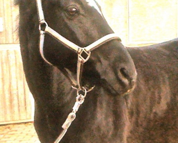 dressage horse Bajo (German Riding Pony, 2000, from Boss)