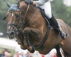 Deckhengst Sire Major de la Cour (Belgisches Warmblut, 1995, von Major de la Cour)