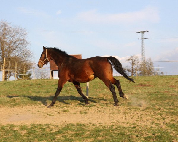 Pferd Ricadero (Württemberger, 1995, von Ramiro Z)