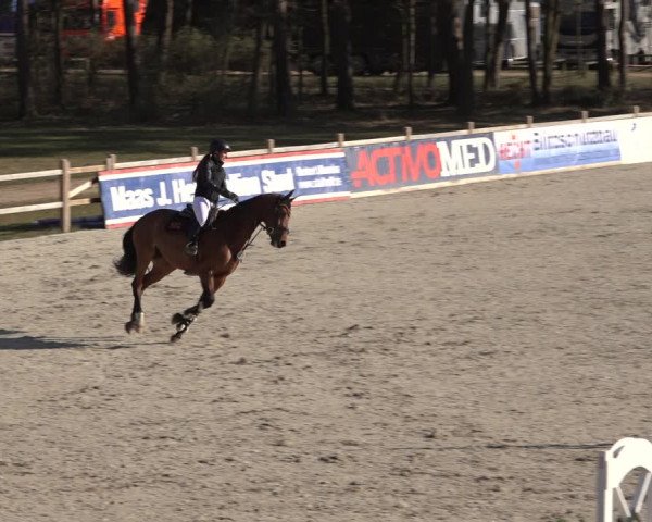 Reitturnier Westergellersen 2022