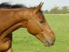 Pferd Kobalt (Trakehner, 1994, von Finley M)