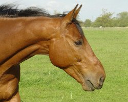 horse Kobalt (Trakehner, 1994, from Finley M)