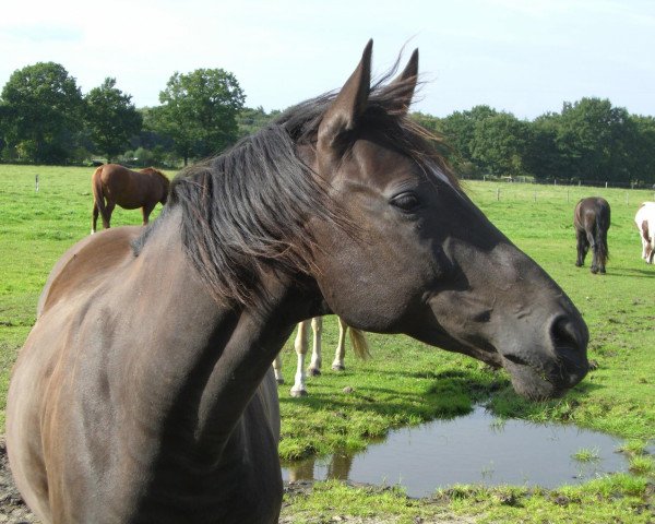 Pferd Just For Fun (Trakehner, 1999, von Feingeist)