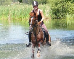 dressage horse Bagalut (German Riding Pony, 1993, from Barnaul xx)