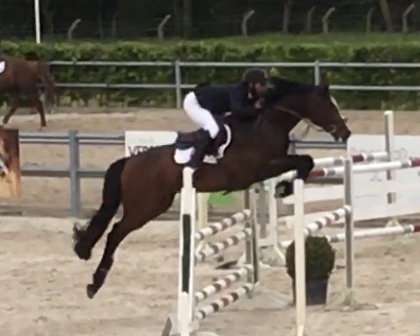 jumper Castillon d’Argilla Z (Zangersheide riding horse, 2013, from Casiro I)