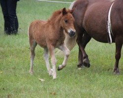 Pferd Arkus vom Purnitzgrund (Shetland Pony, 2013, von Apollo vom Purnitzgrund)