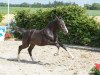 broodmare Persia (Oldenburg show jumper, 2013, from Presley Boy)