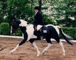 stallion Tah Wack Wi Two (Canadian Warmblood, 1980, from Tonys Mark xx)