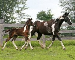 Pferd Allure (Kanadisches Warmblut, 1999, von Art Deco)