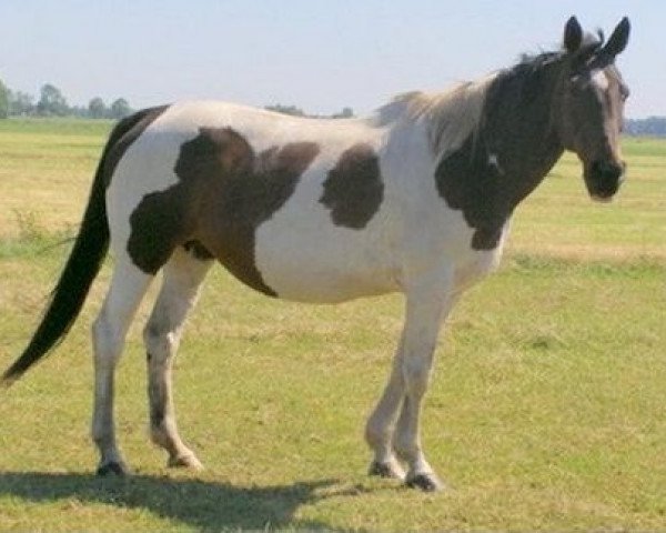 broodmare Cindy (Royal Warmblood Studbook of the Netherlands (KWPN), 1984, from Samber)