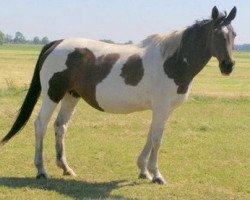 Zuchtstute Cindy (KWPN (Niederländisches Warmblut), 1984, von Samber)