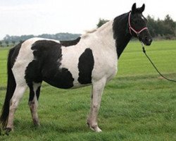 broodmare Lianne (KWPN (Royal Dutch Sporthorse), 1993, from Ferro)