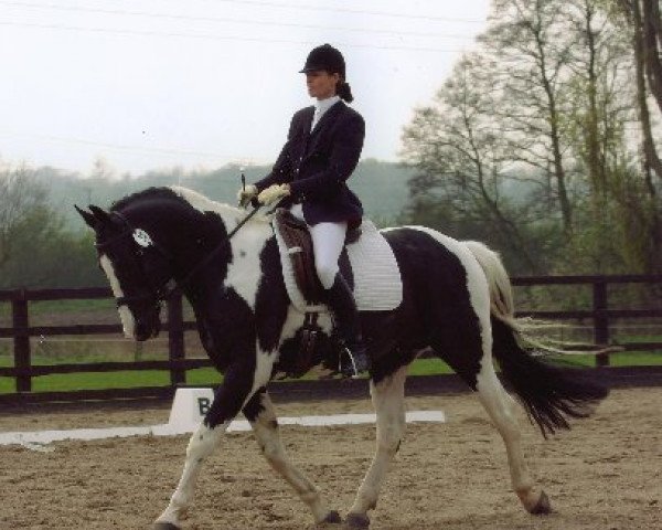 stallion Ringo (KWPN (Royal Dutch Sporthorse), 1998, from King)