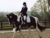 stallion Ringo (KWPN (Royal Dutch Sporthorse), 1998, from King)