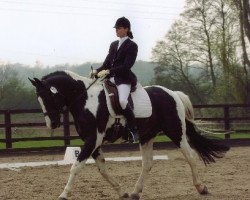 stallion Ringo (KWPN (Royal Dutch Sporthorse), 1998, from King)