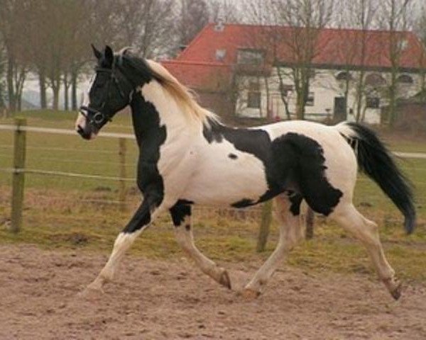 stallion King (Royal Warmblood Studbook of the Netherlands (KWPN), 1992, from Purioso)