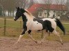 stallion King (KWPN (Royal Dutch Sporthorse), 1992, from Purioso)